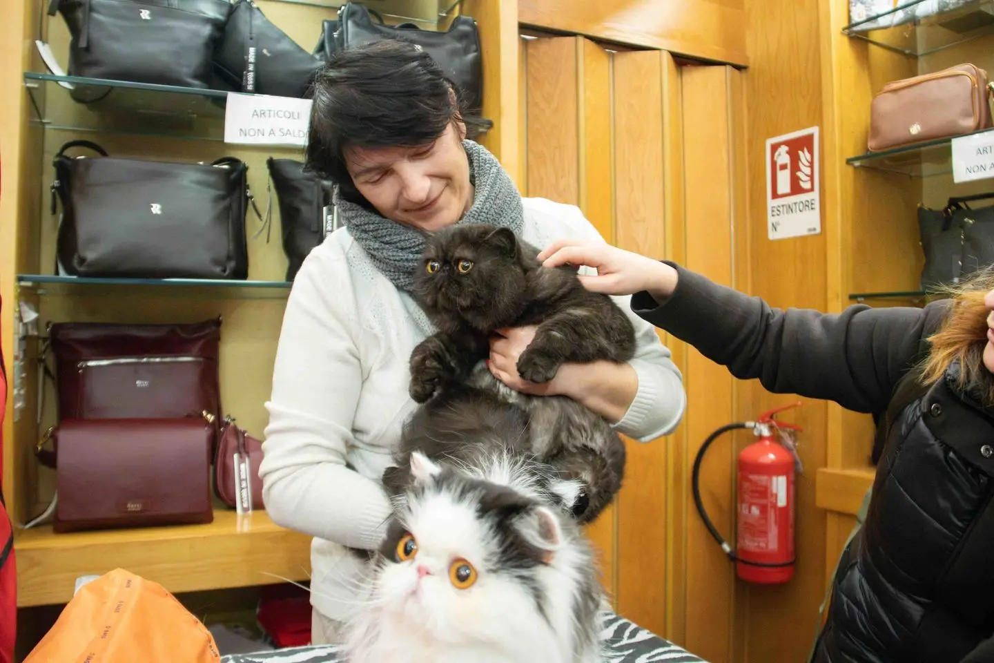 Pisa Cat Friendly