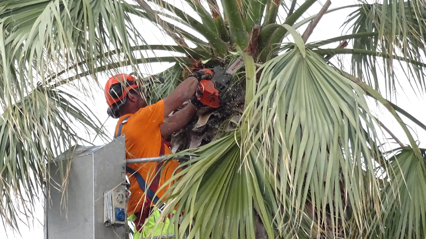 Al lavoro sulle palme (foto Umicini)