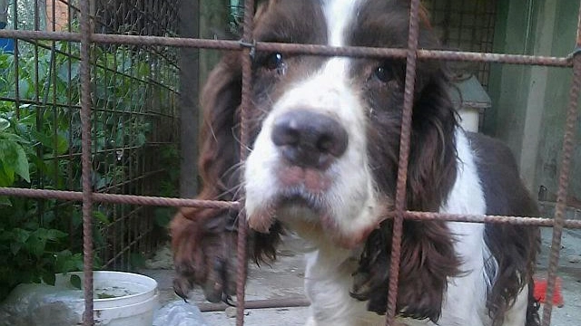 Un cane in gabbia (Foto di repertorio)