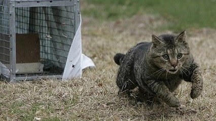Poco distanti dalle colonie feline trovate gabbie che vengono utilizzate per catturare i gatti
