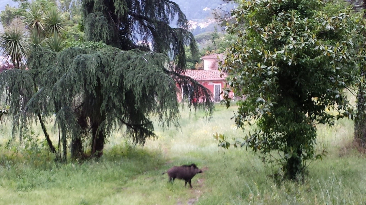 Un cinghiale a maggio nel parco di Villa Massoni, a Massa