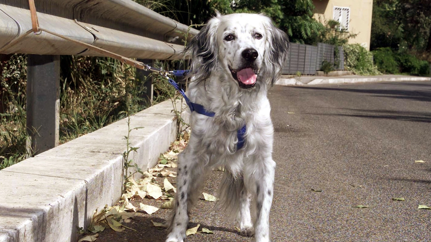 Una grossetana condanna anche dalla Cassazione per avere abbandonato il proprio cane