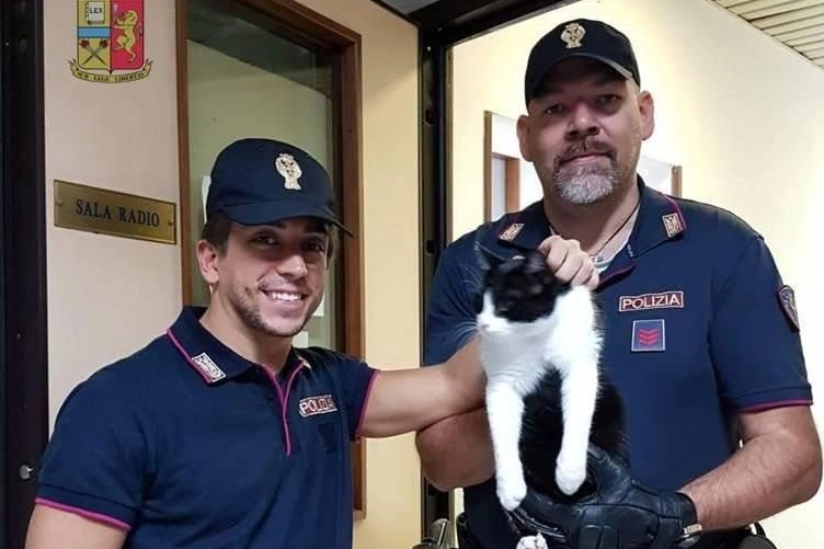 Il gatto salvato a Lucca