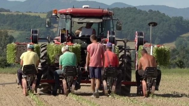 Tabacco, accordo triennale con la Jti  La firma col Ministero dell’agricoltura