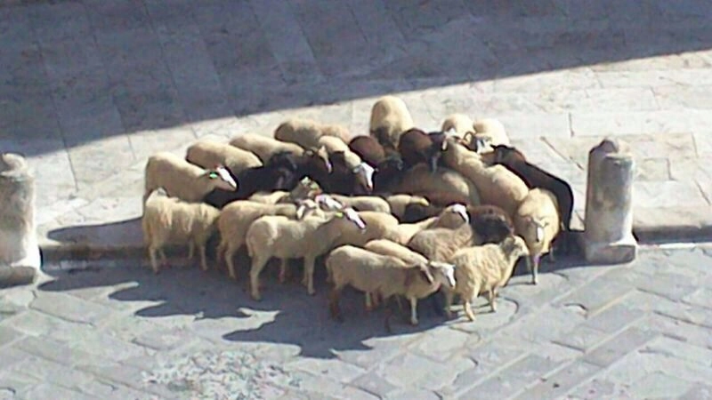 Pecore in Piazza Provenzano 