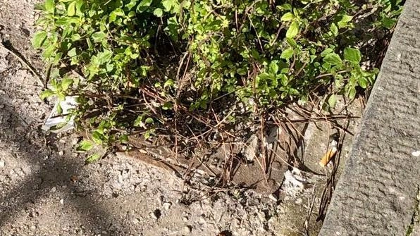 La polemica: "Nessuno pulisce più le caditoie lungo le strade" La polemica: "Nessuno pulisce più le caditoie lungo le strade"