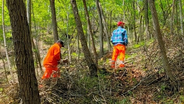 A breve l’inizio dei lavori nei boschi delle Cerbaie per la realizzazione delle fasce parafuoco contro il propagarsi degli incendi