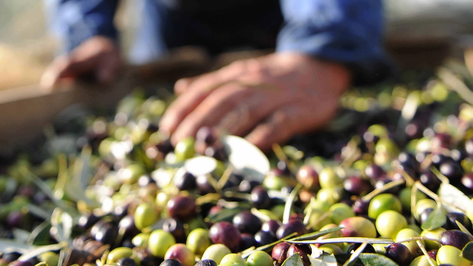 La raccolta delle olive (Fornasari)