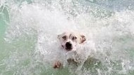 Un cane felice in mare