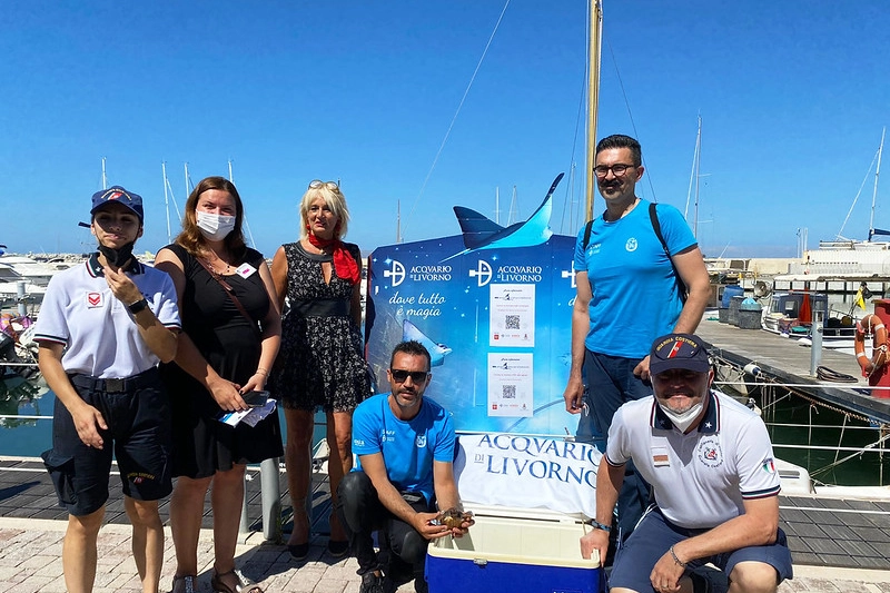 La tartaruga viene rilasciata in mare