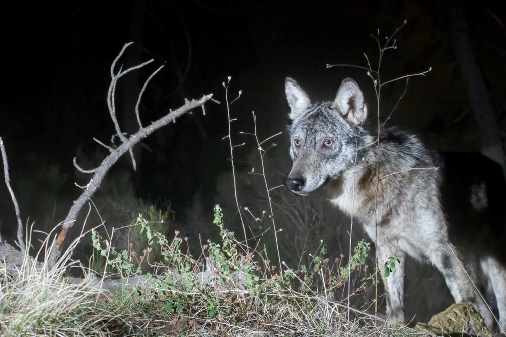La foto del lupo è stata scattata a Galceti