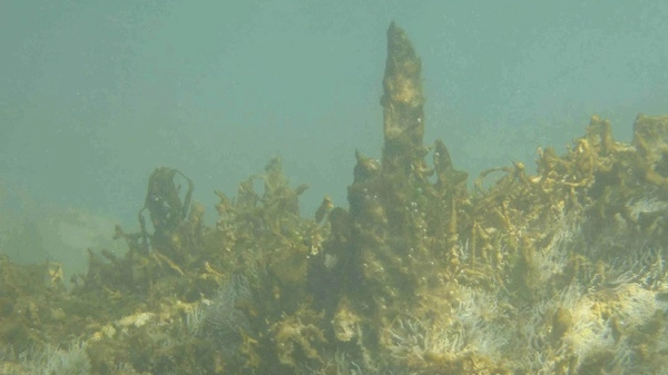 L'alga irritante (foto Arpat)