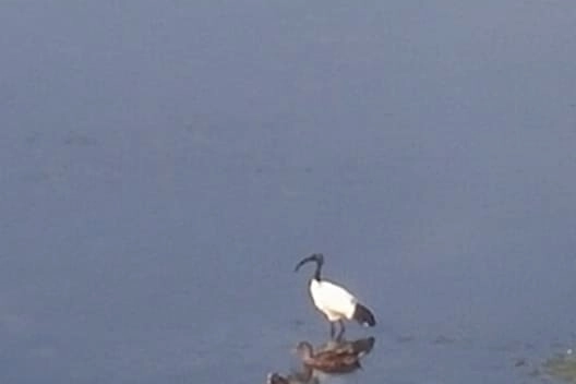 L'Ibis nel Bisenzio (foto di una lettrice)
