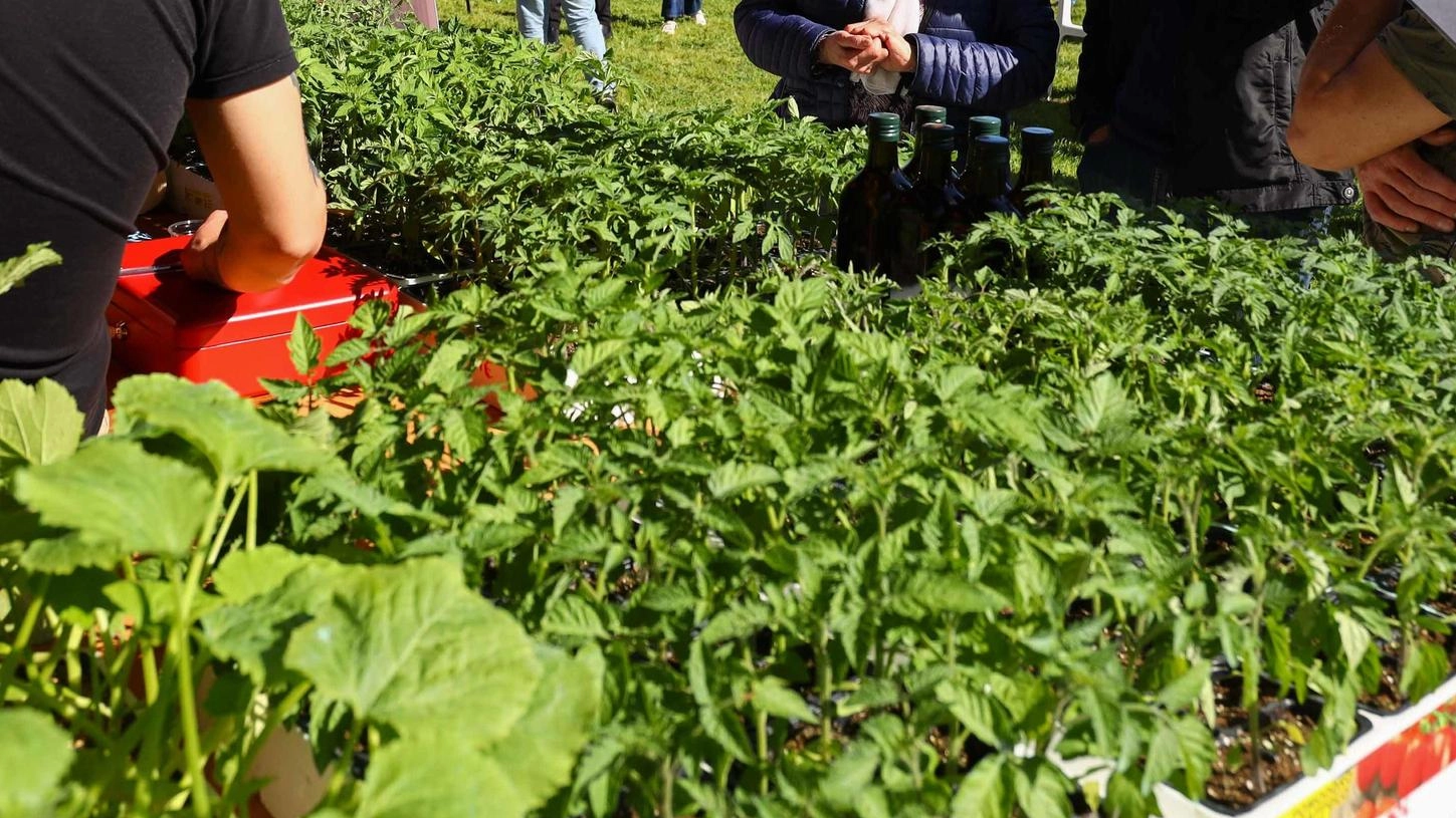 C’è ’Campagna in festa’. Il debutto a Serravalle C’è ’Campagna in festa’. Il debutto a Serravalle