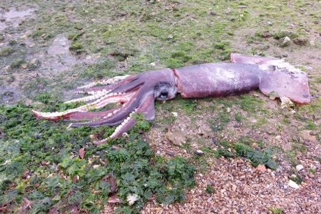 Totano gigante ritrovato all'Isola d'Elba