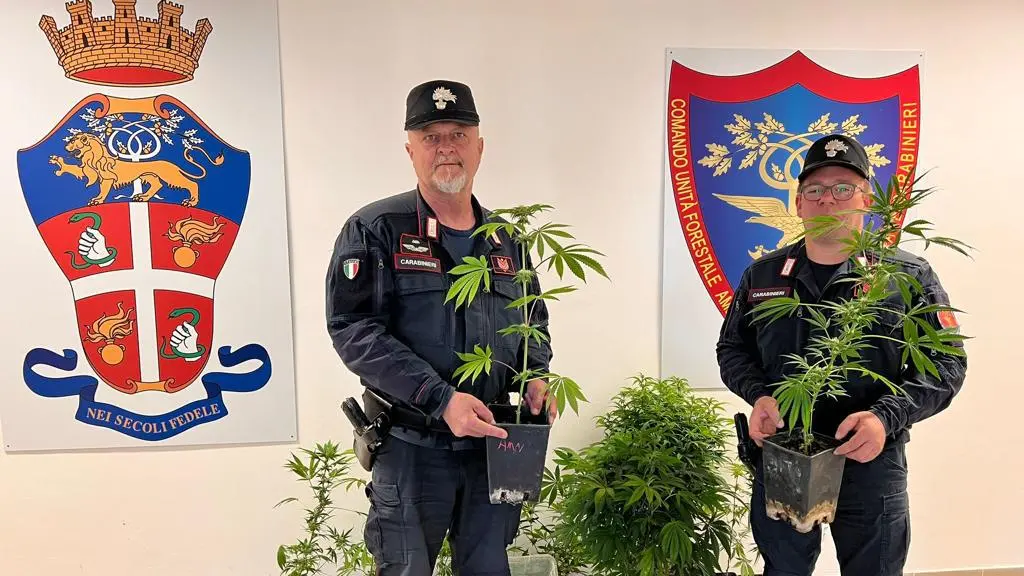 Sorpresa in campagna Intervento per un incendio Trovano la marijuana Sorpresa in campagna Intervento per un incendio Trovano la marijuana