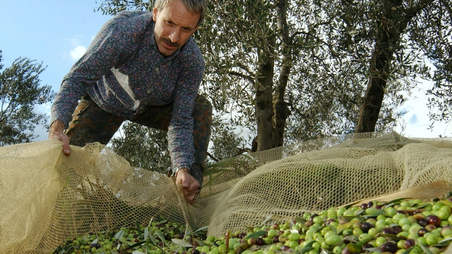 Prosegono i monitoraggi contro la mosca  in vista della prossima raccolta delle olive