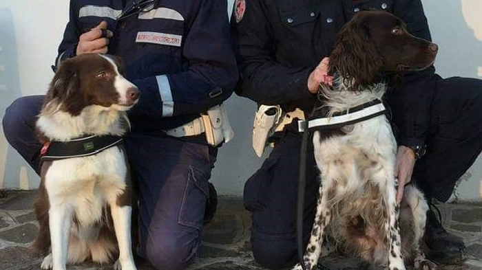 Piper e Babacar, i due cani dell’unità cinofila della polizia municipale