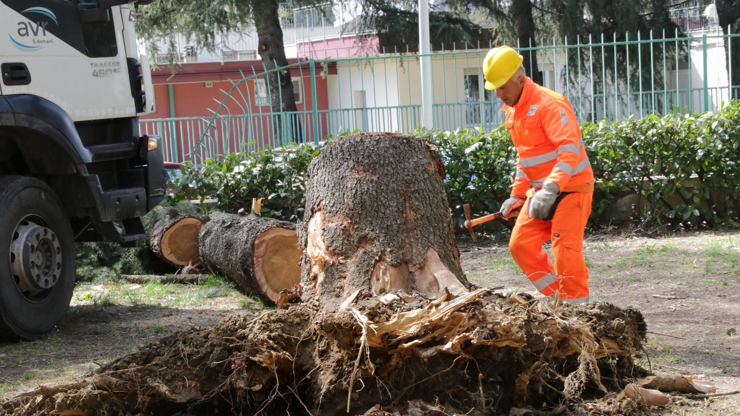 L'albero caduto nel giardino della scuola Calamandrei (New Press Photo)
