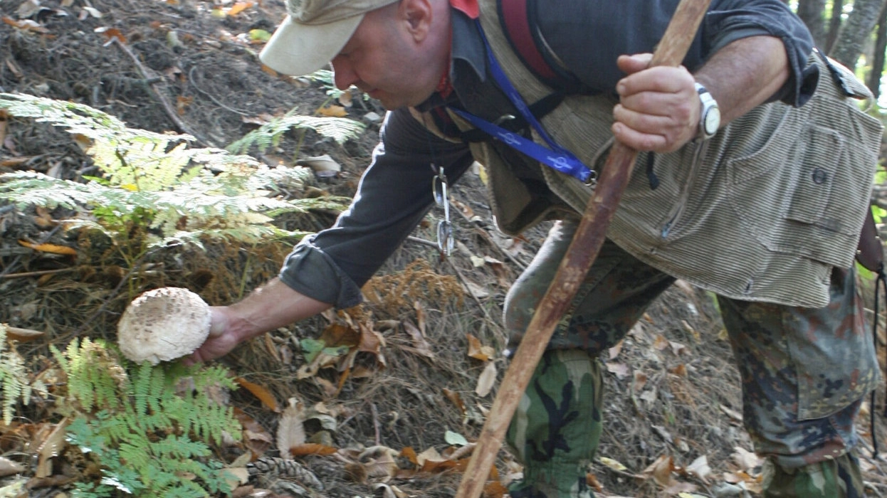 Un fungaiolo in un bosco: molti sono inesperti e si perdono