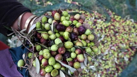 La produzione di olio sempre più scarsa La produzione di olio sempre più scarsa