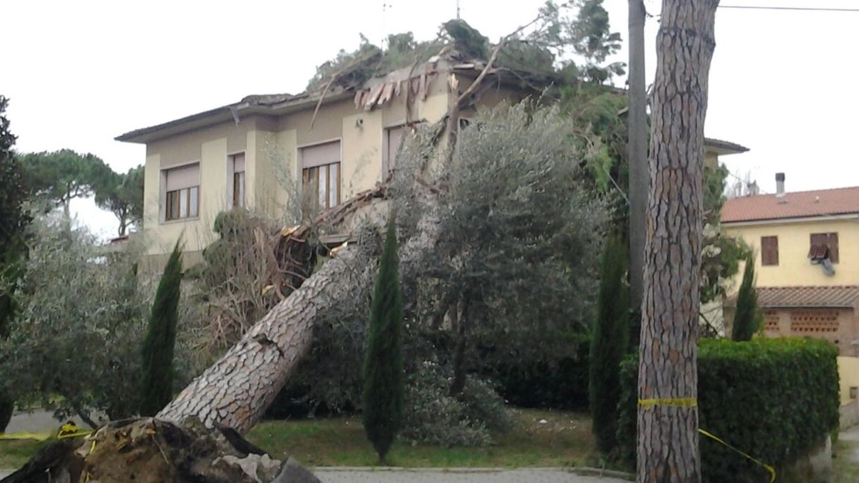 A TERRA Un albero che si è schiantato su un’abitazione a Calcinaia