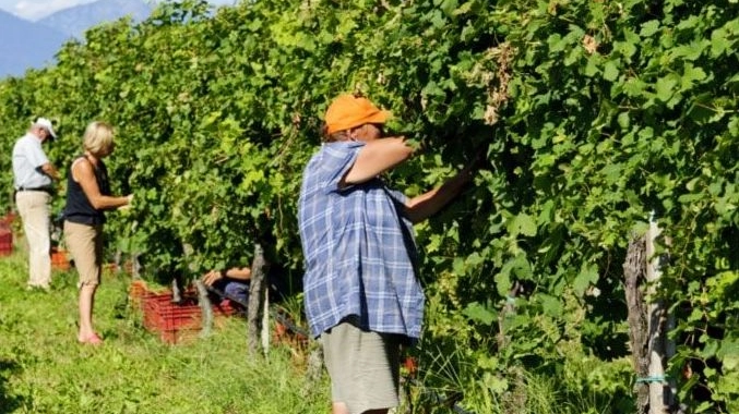 Vendemmia