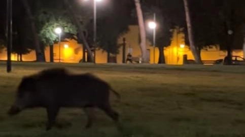 Cinghiale, passeggiata al Prato Attraversa l’ovale tra la gente Cinghiale, passeggiata al Prato Attraversa l’ovale tra la gente