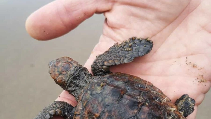 Una delle piccole tartarughe trovate spiaggiate in Toscana (foto Arpat)