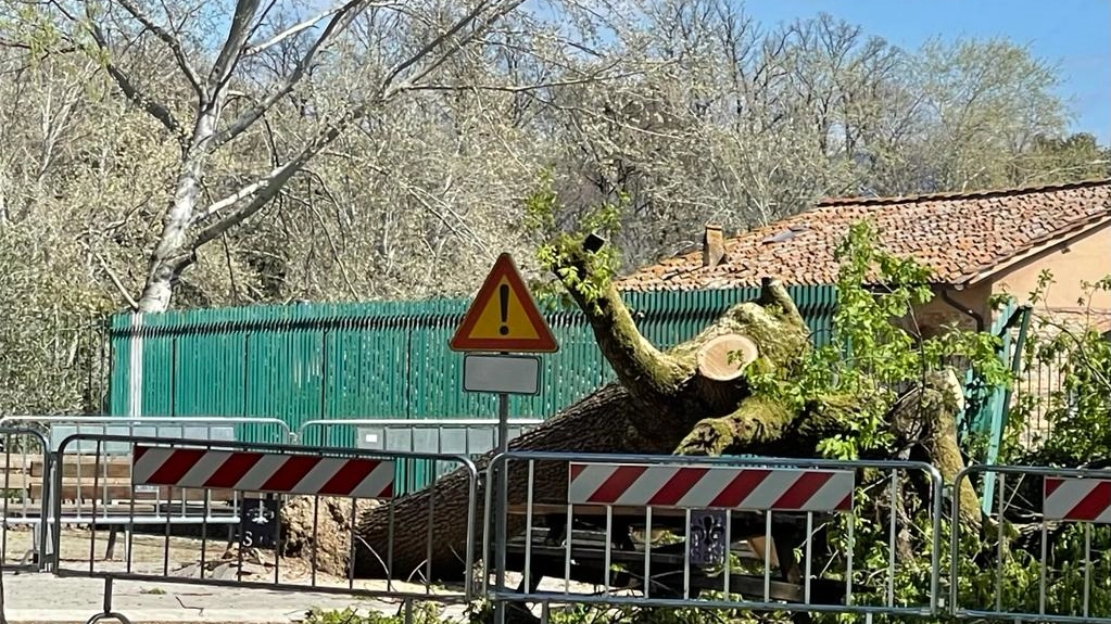 L'albero crollato alla scuola elementare Montagnola (foto NewPressPhoto)