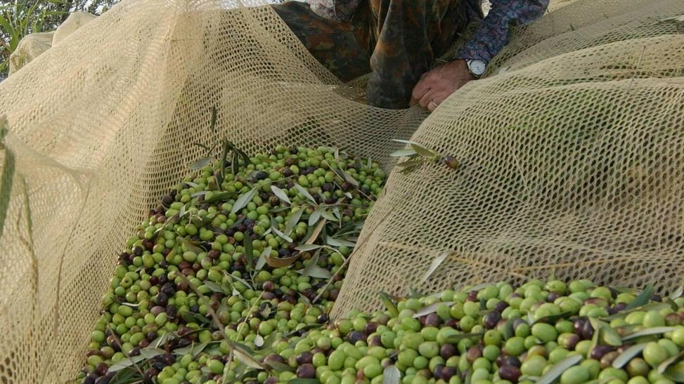 Fiato sospeso per l’olio  "La mosca imperversa  nelle nostre olivete  Fermiamo la raccolta"
