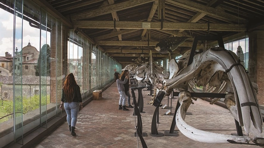 La Galleria dei Cetacei del Museo di Storia Naturale