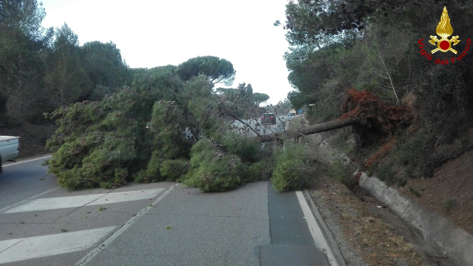 Maltempo, albero caduto a  Follonica (Grosseto)