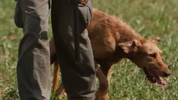 Un cane da caccia (foto di repertorio) Un cane da caccia (foto di repertorio)