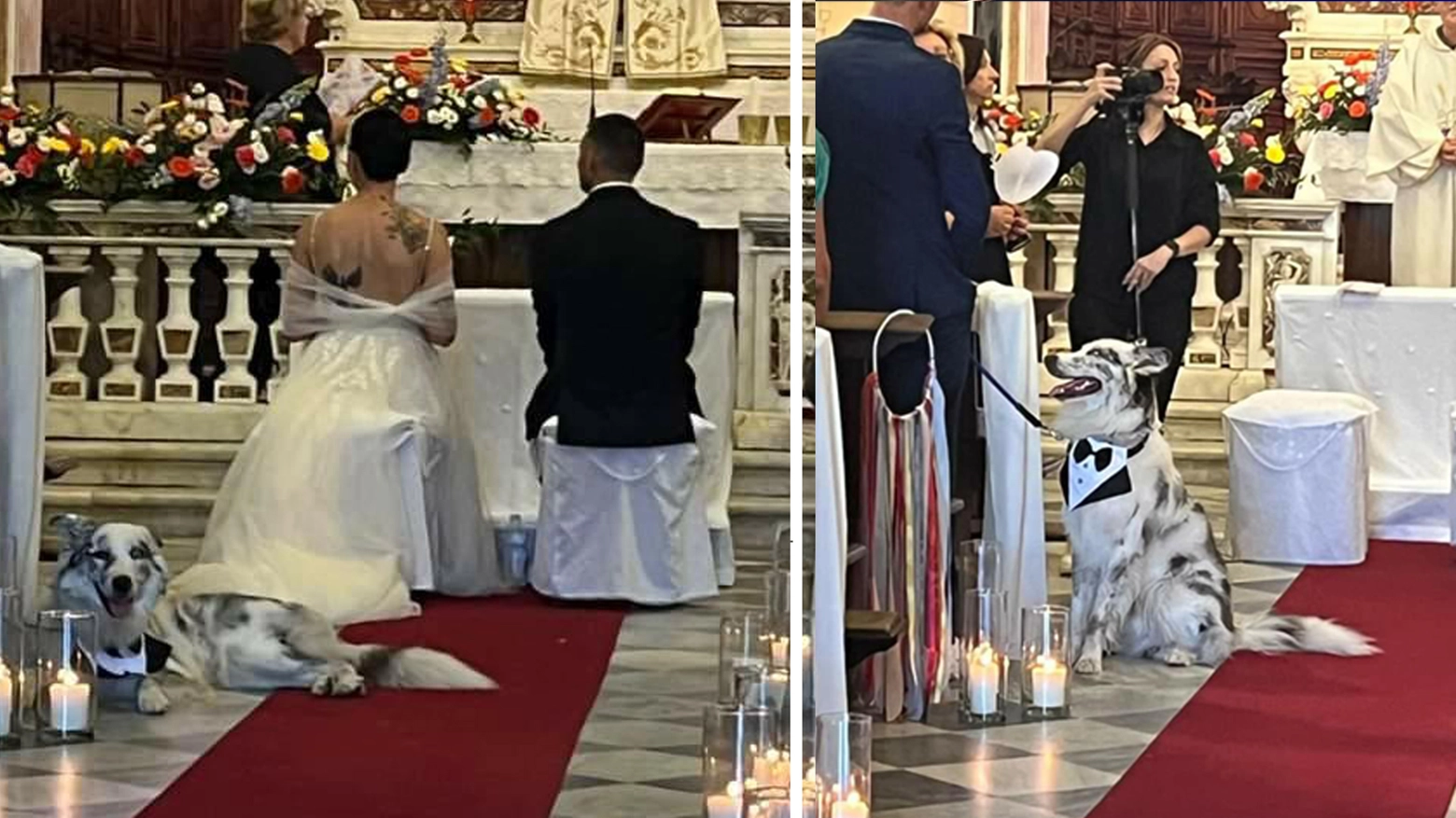 Anche il cane in frac per il matrimonio