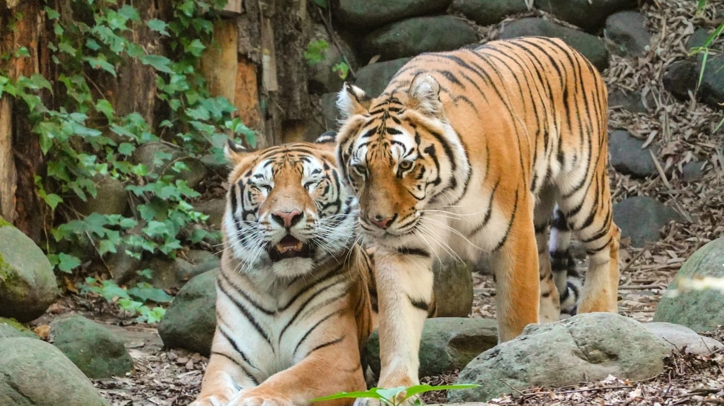 Merida e Sanson al Giardino Zoologico di Pistoia (Acerboni/FotoCastellani)