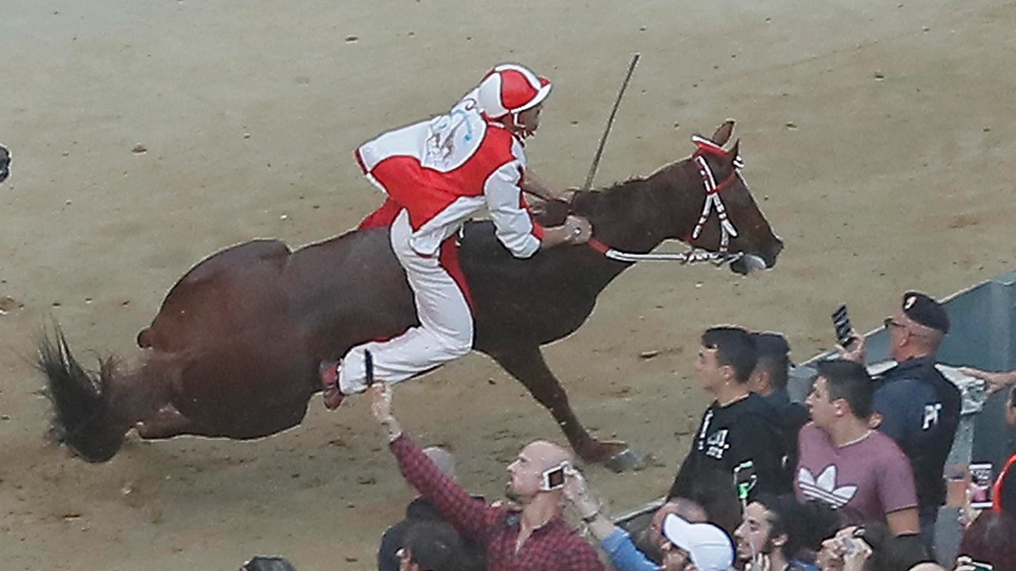Il cavallo Raol durante la corsa: nella foto si vede la lesione dell'arto anteriore destro