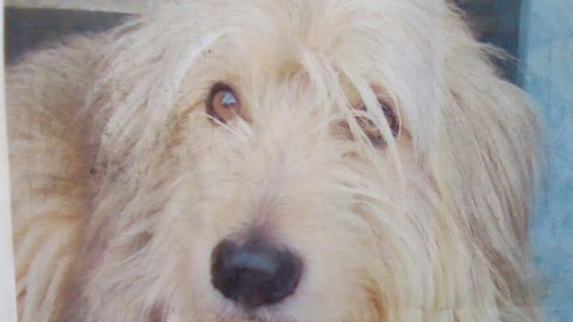 Rocky il cane di Rocco che era stato ‘rapito’ sul treno e ritrovato a La Spezia