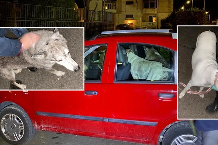 L'auto rubata con i due cani a bordo