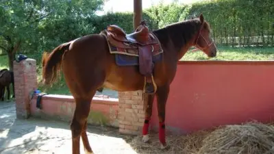 Cavallo al centro ippico La Baita Cavallo al centro ippico La Baita