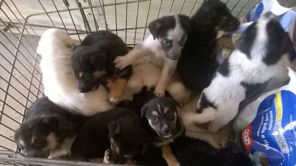 I piccoli cuccioli ritrovati in una scatola dai volontari della Vab