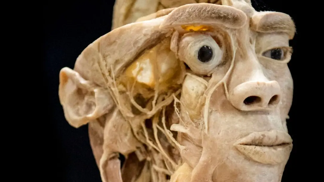 la mostra la mostra