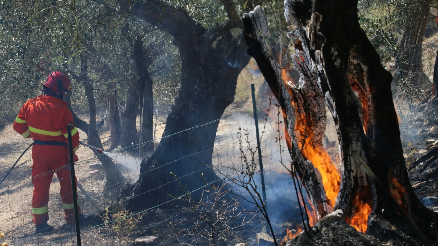 Incendio sul Monte Serra, volontari della Regione e vigili del fuoco al lovoro (Valtriani)
