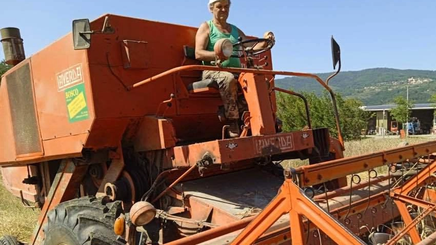 Il grano ’povero’ rilanciato "Tutti pazzi per l’Avanti 3" Il grano ’povero’ rilanciato "Tutti pazzi per l’Avanti 3"