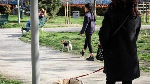 Tre cani avvelenati E’ caccia al responsabile Tre cani avvelenati E’ caccia al responsabile