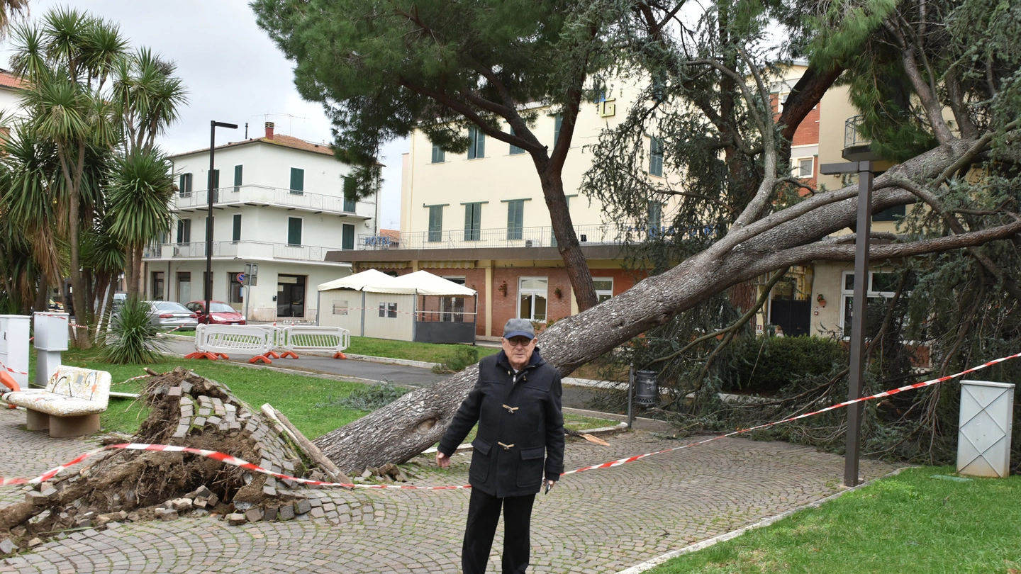 Follonica, il grosso albero sradicato in piazza Vittorio Veneto (foto Agostini)
