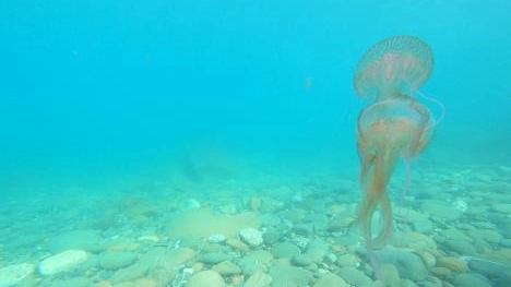 Arpat ha effettuato delle immersioni per verificare il fenomeno. I motivi di queste presenze sono da ricercare nel cambiamento dei nostri mari
