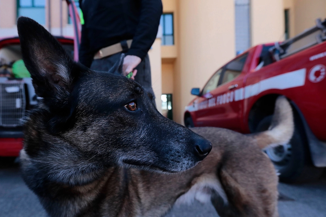 Due cani dei vigili del fuoco di Siena hanno partecipato alle ricerche delle persone sotto le macerie nel crollo di Firenze (Lazzeroni)
