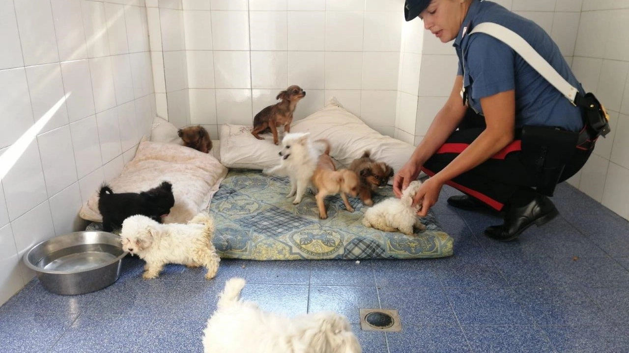 I cuccioli sequestrati dai carbinieri