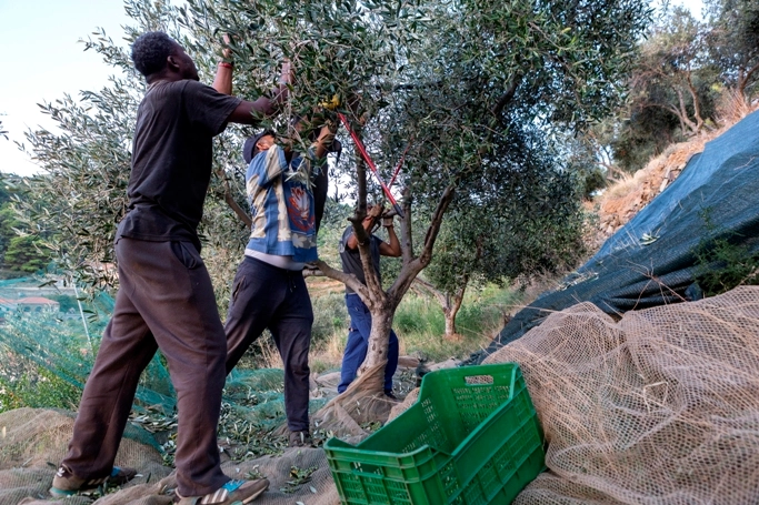 Raccolta delle olive 